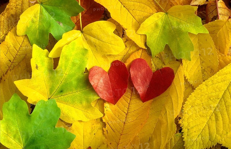 Colourful autumn leaves with heart-shaped leaves, 2 hearts
