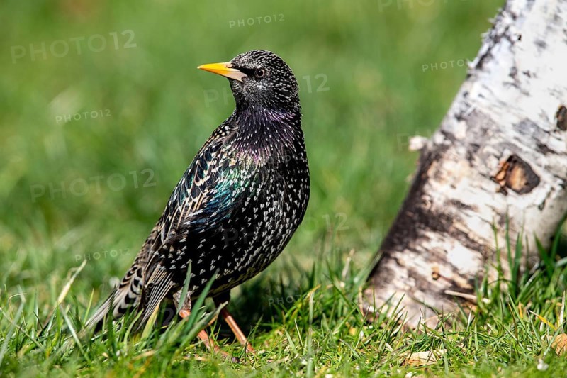 Common starling (Sturnus vulgaris) in the garden in spring