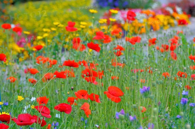 Corn poppy in meadow, flower mix, wild flowers