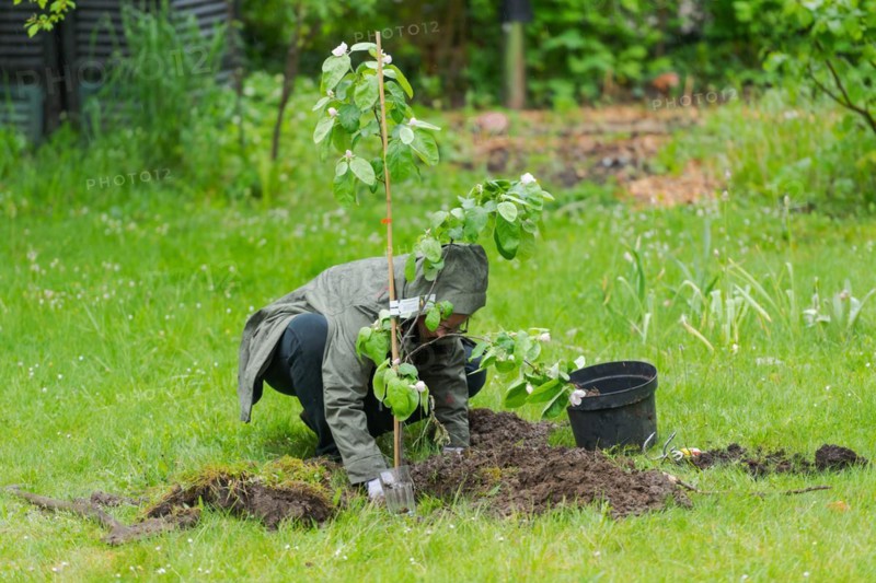 One person in garden planting small quince tree in the middle of lawn during rain