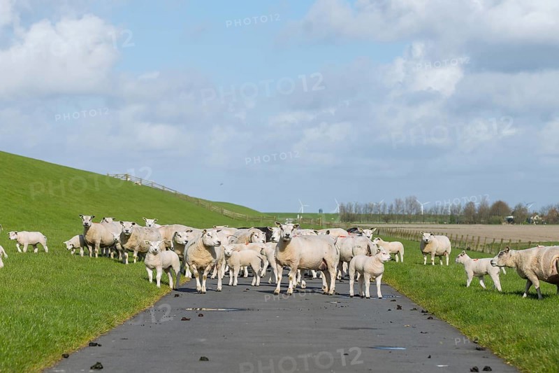 A flock of sheep on a hiking trail