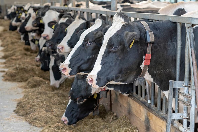 Dairy cows in an open stable on a dairy farm in the north of the Netherlands