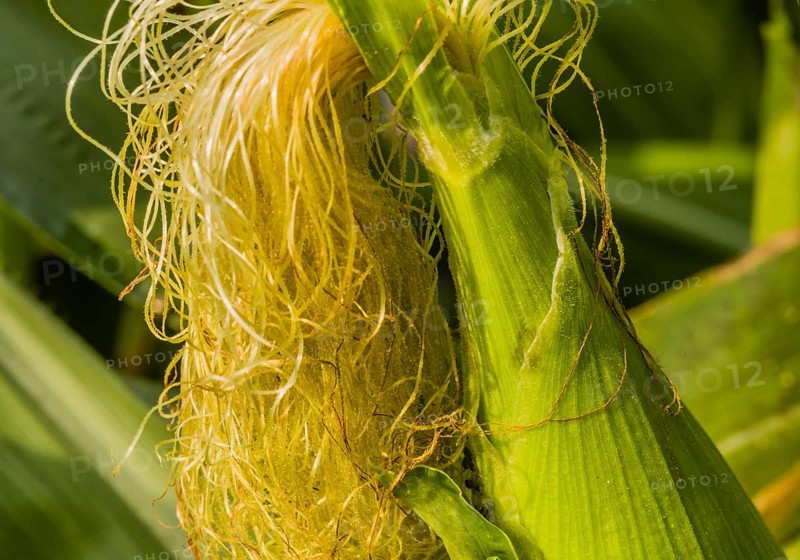 Closeup of silk growing on ear of corn with heart shape created by sunlight on the ear of corn, South Korea, South Korea, Asia