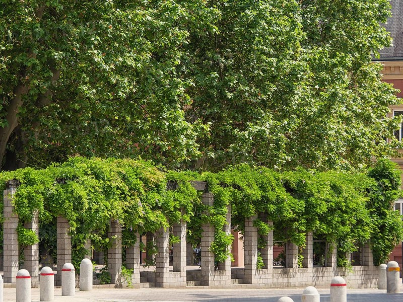 Stone arcade with lush foliage in a natural, green setting in summer, speyer, germany