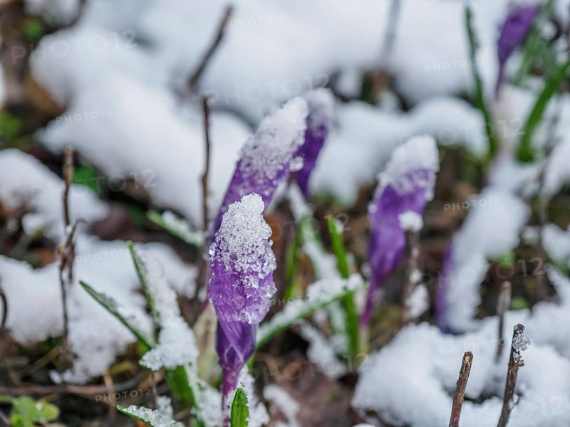 Purple crocuses poking through snow cover in winter garden, weseke, borken, münsterland, germany