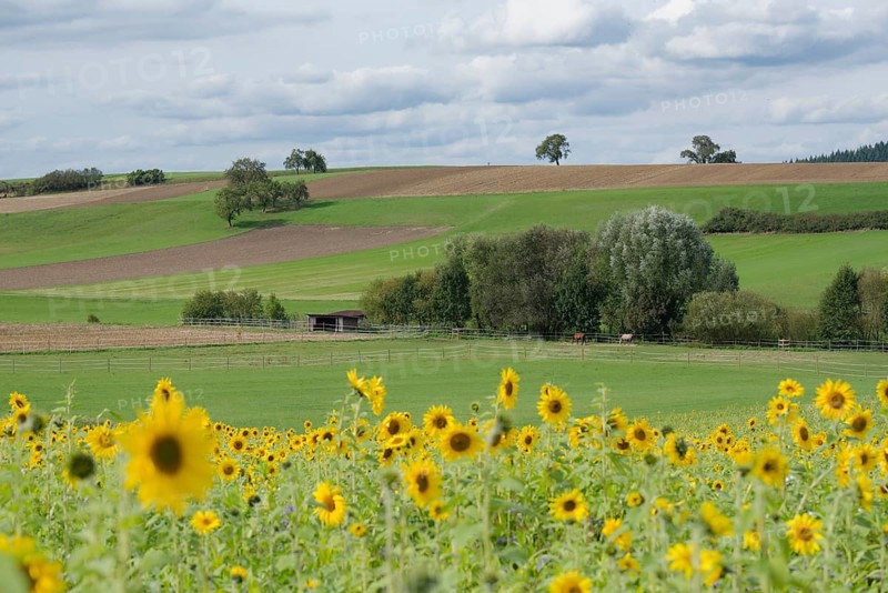 Field with sunflowers (Helianthus annuus) near Bühlerzell, energy plant, September, autumn, Bühlertal, Bühler, Schwäbisch Hall, Hohenlohe, Heilbronn-Franken, Baden-Württemberg, GermanyDSC2557