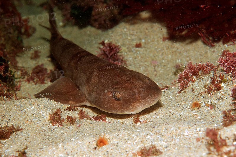 Brown shyshark, Haploblepharus fuscus, South Africa, Tsitsikamma National Park, Indian Ocean, Africa