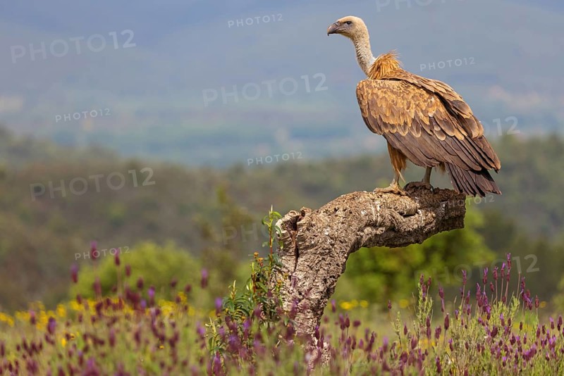 Griffon Vulture, Eurasian Griffon Vulture, Griffon Vulture, Eurasian Griffon, (Gyps fulvu), Vautour fauve, Buitre Leonado, standing on rocks, Hides De Calera / Valley Hide, Calera Y Chozas, Castilla La Mancha / Toledo, Spain, Europe