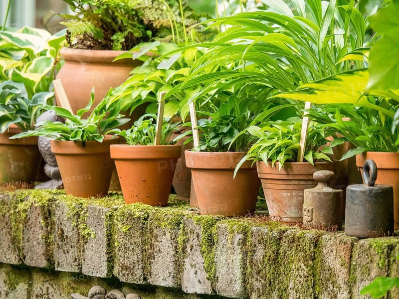 Several plant pots with green plants on a terrace wall overgrown with moss, borken, westphalia, germany