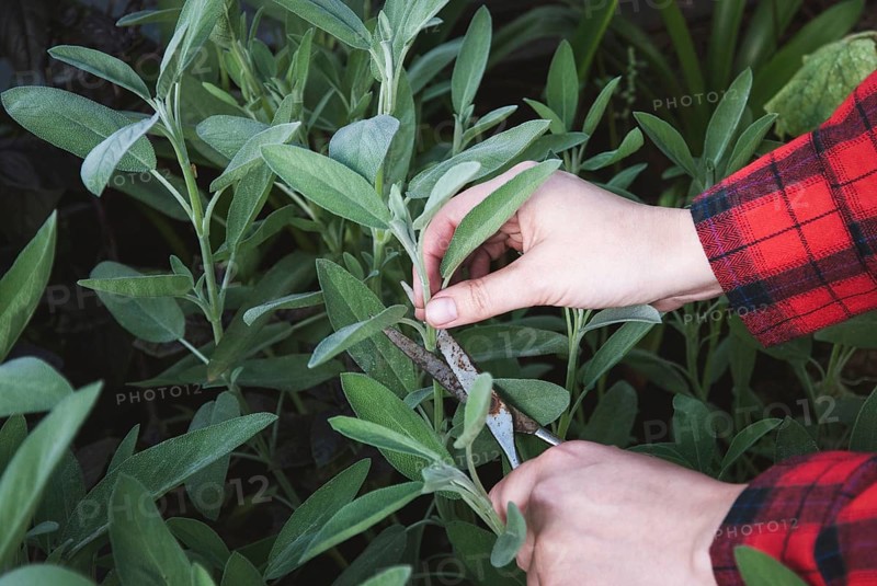 Harvesting sage, woman hands cutting garden sage leaves in herbs garden bed