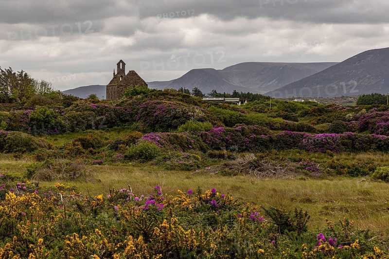 Rhododendron blossom in Wild Nephins National Park, County Mayo, Ireland, Europe