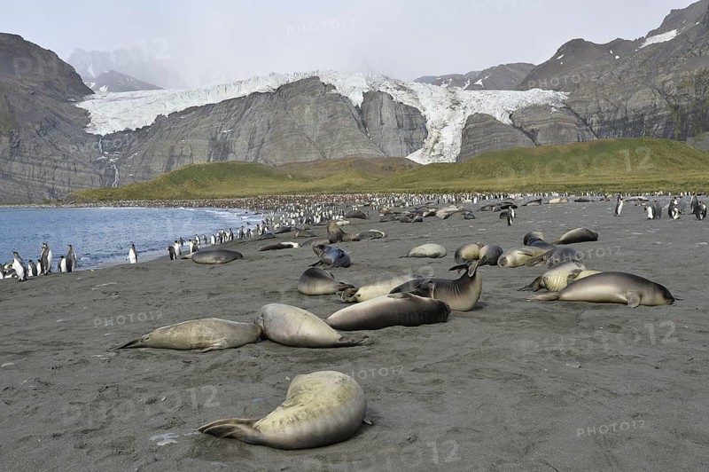 Elephant seals, Gold Harbour, South Georgia