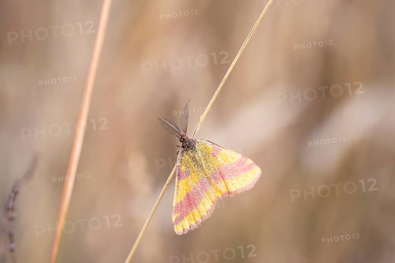 Dock purple moth (Lythria cruentaria), male on a blade of grass, Brandenburg, Germany, Europe