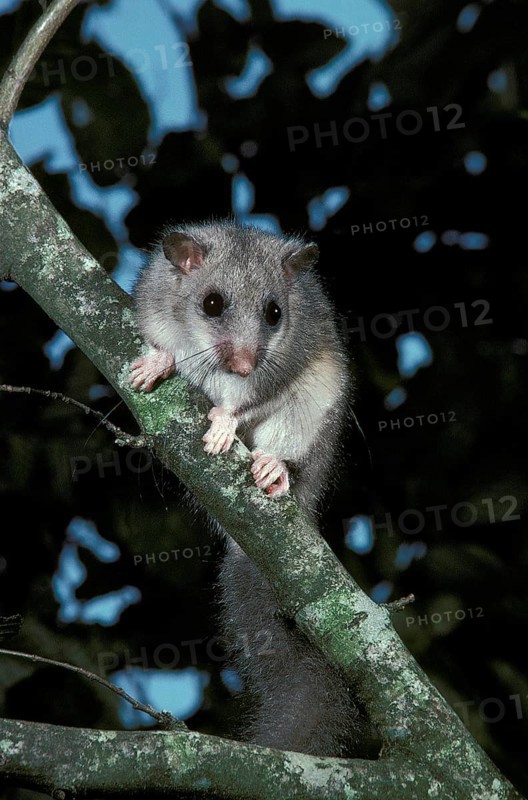 Edible Dormouse (glis glis), Adult standing on Branch, Normandy