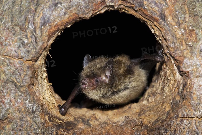 Common Pipistrelle (Pipistrellus pipistrellus) looking out of tree hole, Germany, Europe