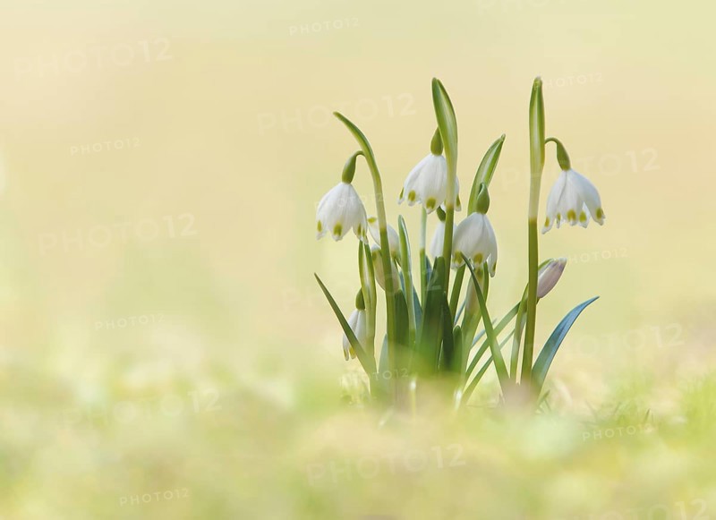Spring Snowflake (Leucojum vernum), Kufstein District, North Tirol, Tirol, Austria, Europe