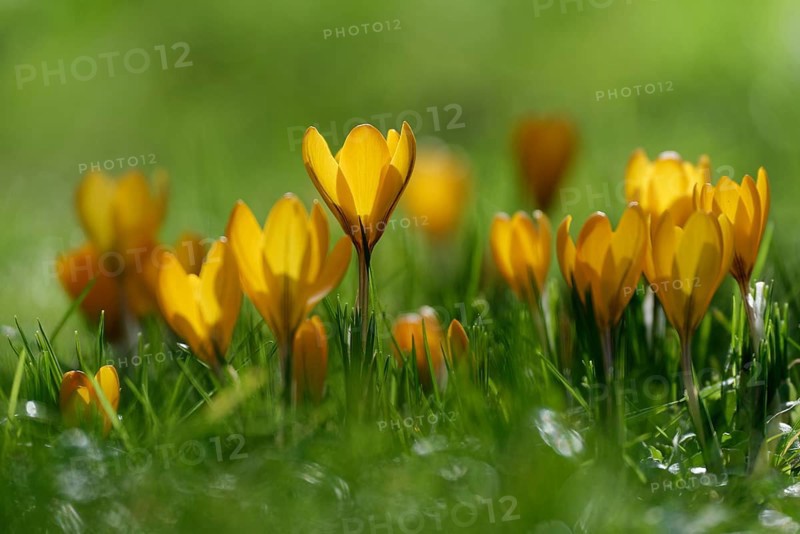 Dutch yellow crocus, (Crocus flavus)