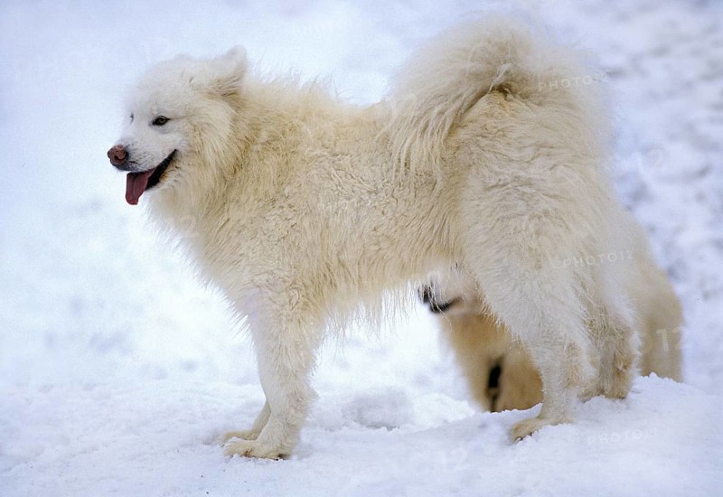 Samoyede dog standing on snow
