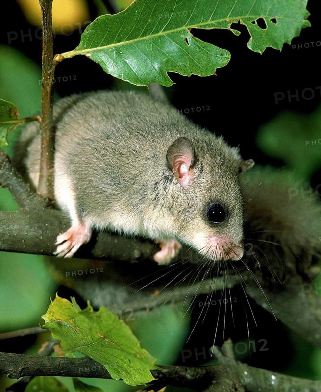Edible Dormouse (glis glis)