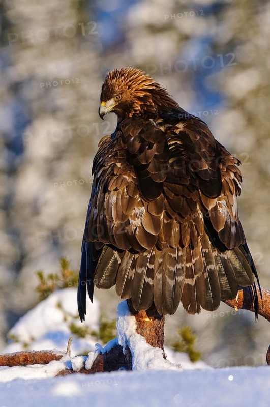 Golden eagle (Aquila chrysaetos), coat, coat, coat, coat, Norway, Europe