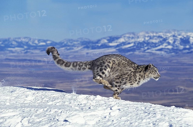 (Unica unica), Uncia uncia, Irbis, Snow Leopard, Snow Leopards (Panthera uncia), Predators, Mammals, Animals, Snow Leopard or Ounce, Adult running on Snow
