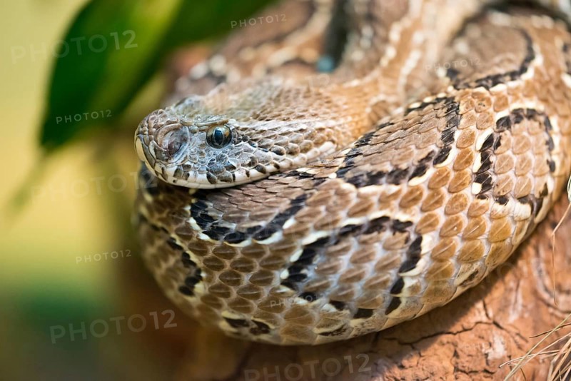 Russell's viper (Daboia russelii) is a species of venomous snake in the family Viperidae