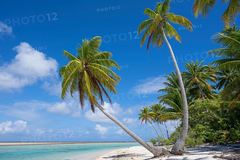 Coconut palm (Cocos nucifera), picturesque secluded beach, Tikehau, atoll, Tuamotu archipelago, Tuherahera, Rangiroa, French Polynesia, Oceania