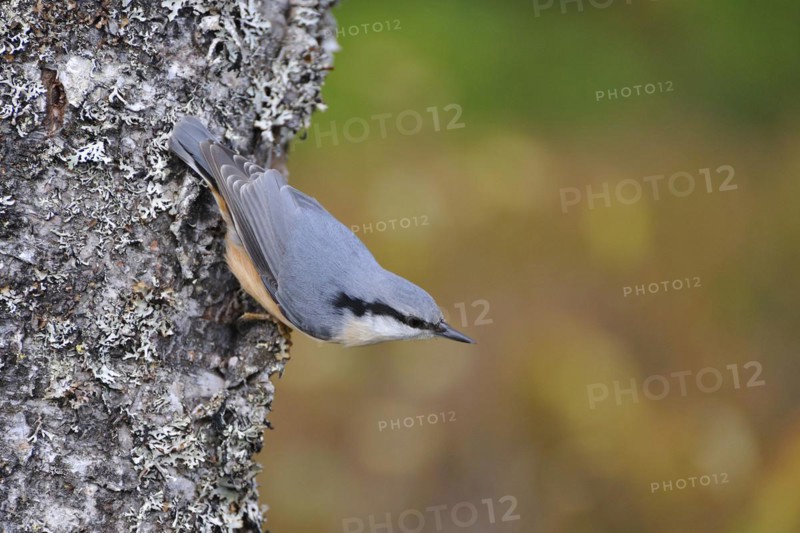Eurasian Nuthatch when foraging on a tree trunk