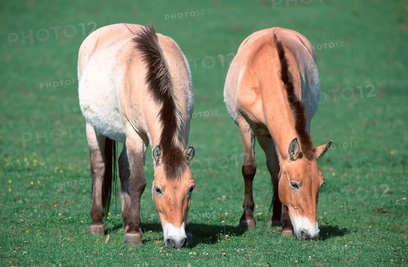Przewalski's (Equus przewalskii) Wild Horses, mares, grazing, Przewalski-Pferde, Stuten, grasend, [Asien, asia, Saeugetiere, mammals, Huftiere, hoofed animals, Pferdeartige, equids, Unpaarhufer, aussen, outdoor, frontal, head-on, von vorne, Wiese, meadow, adult, fressen, eating, Ernaehrung, food, feeding, zwei, two, Querformat, horizontal, weiblich, female]
