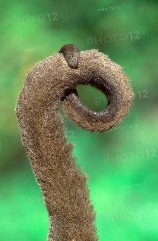 Woolly monkey, brown woolly monkey (Lagothrix lagotricha), tail