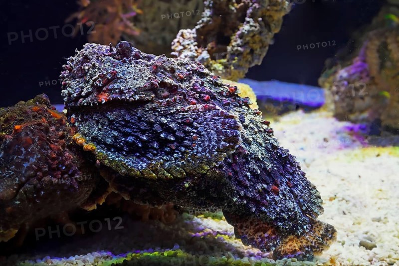 Reef stonefish (Synanceia verrucosa), Aquarium, Oceanographic Museum Monaco, Monaco Ville, Monaco, Europe