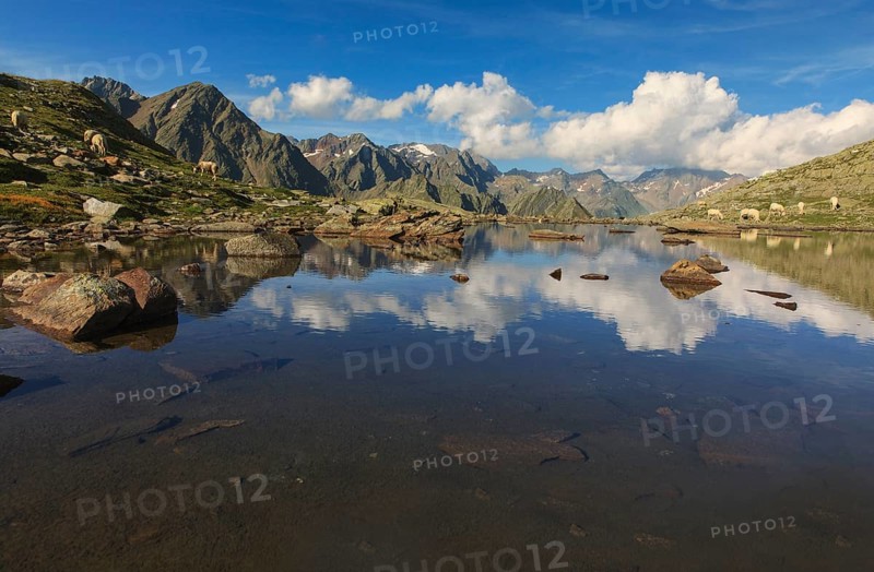Sheep grazing in the evening light, Timmelsjoch, Tyrolean Oberland, Tyrol, Austria, Europe