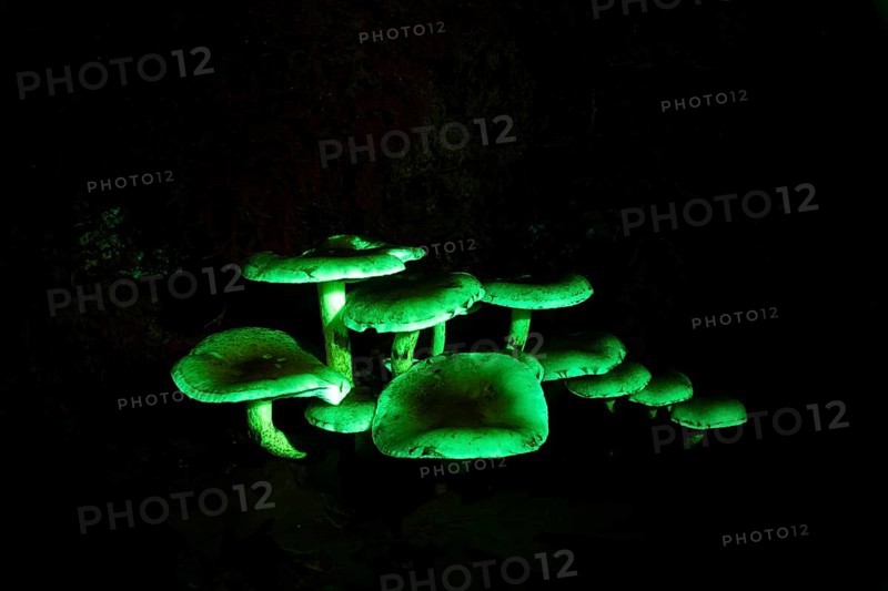 Sulphur head in UV-light, Mushroom in UV-light, Hypholoma species