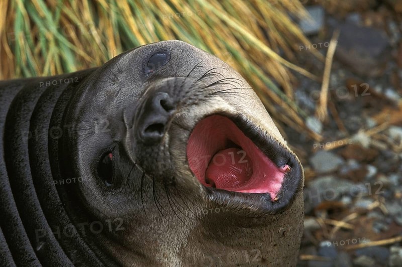 Southern Elephant Seal (mirounga leonina), Female calling Young, Antarctica