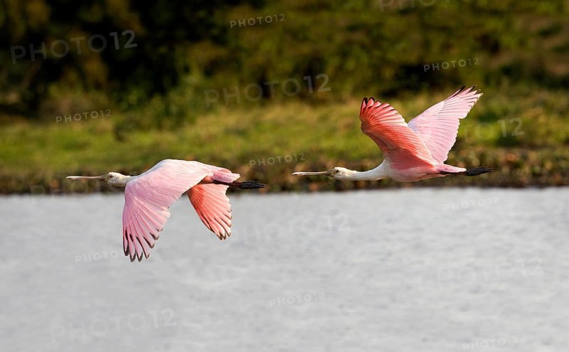 Roseatte Spoonbill (platalea ajaja), Adults in Flight, Los Lianos in Venezuela