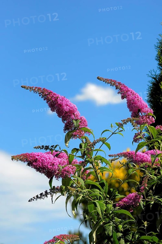 Summer lilac, butterfly bush flowering in the garden