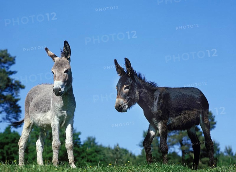 Domestic Donkey and Grey Donkey