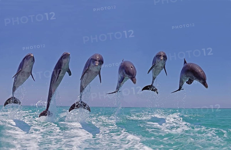 Bottlenose dolphin (tursiops truncatus), group jumping, Honduras, Central America