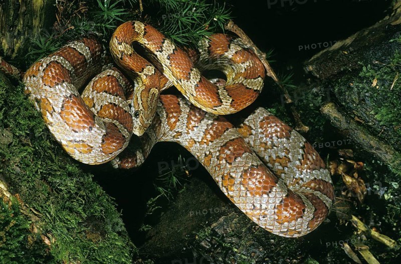 CORN SNAKE (elaphe guttata) OR RAT SNAKE