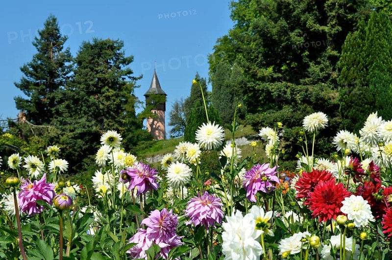 On Lake Constance, Mainau Island, Dahlia Garden, Dahlia Blossom, Swedish Tower