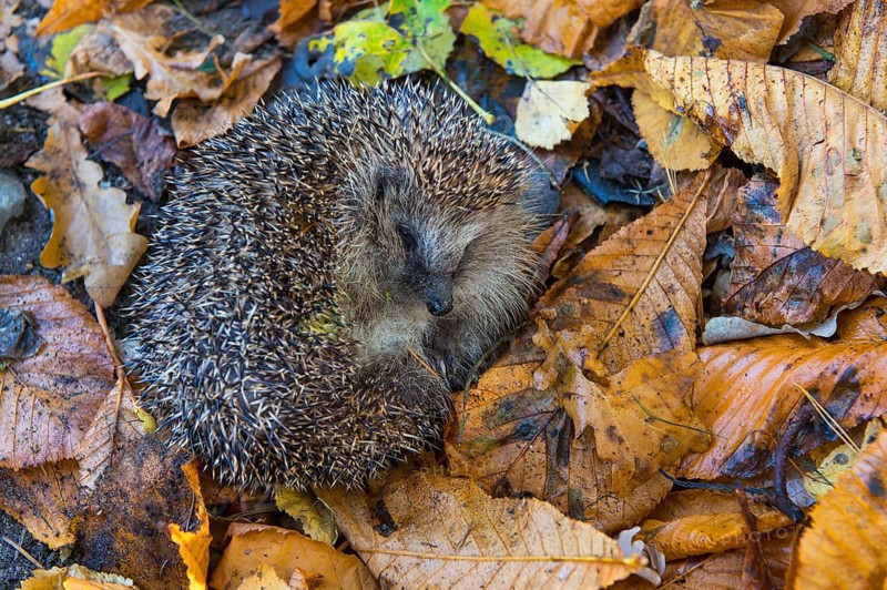 Hedgehogs (Erinaceus europaeus) in autumn foliage, Lower Saxony, Germany, Europe