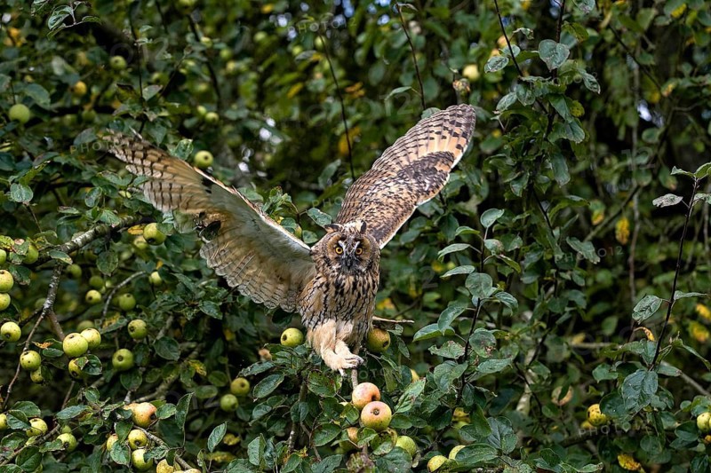 Long-Eared Owl (asio otus), Adult in flight, Taking off from Apple Tree, Normandy