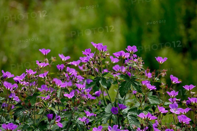 Cranesbill in Iceland