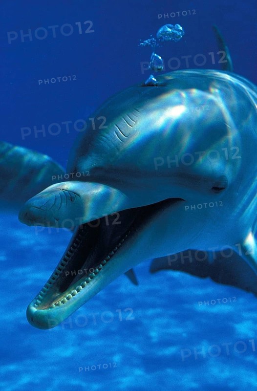 Bottlenose Dolphin (tursiops truncatus), Adult with Open Mouth