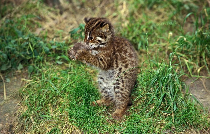 LEOPARD CAT (prionailurus bengalensis), CUB PLAYING WITH MOUSE