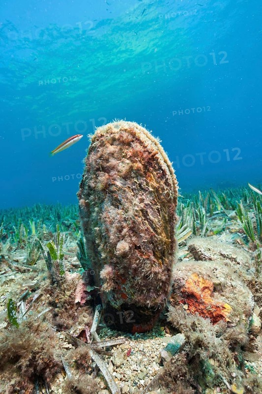 Fan Mussel (Pinna nobilis), Medes Islands, Costa Brava, Spain, Europe
