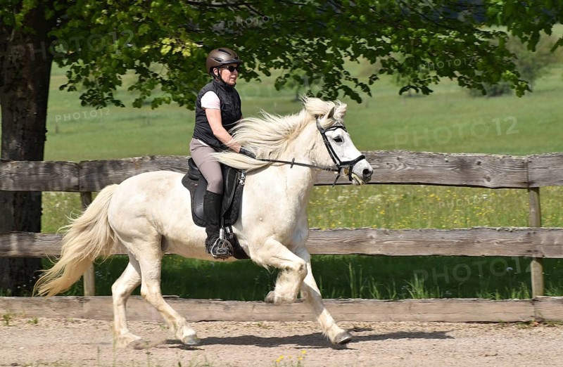 Older rider training an Icelandic horse at a gallop on an oval track