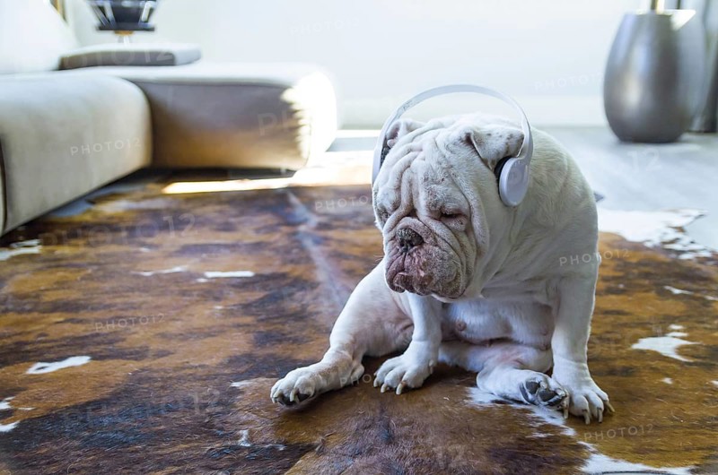 Cute English bulldog listening to music with headphones in living room