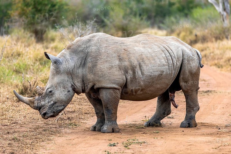 White rhinoceros or square-lipped rhinoceros is the largest extant species of rhinoceros. South Africa and Swaziland