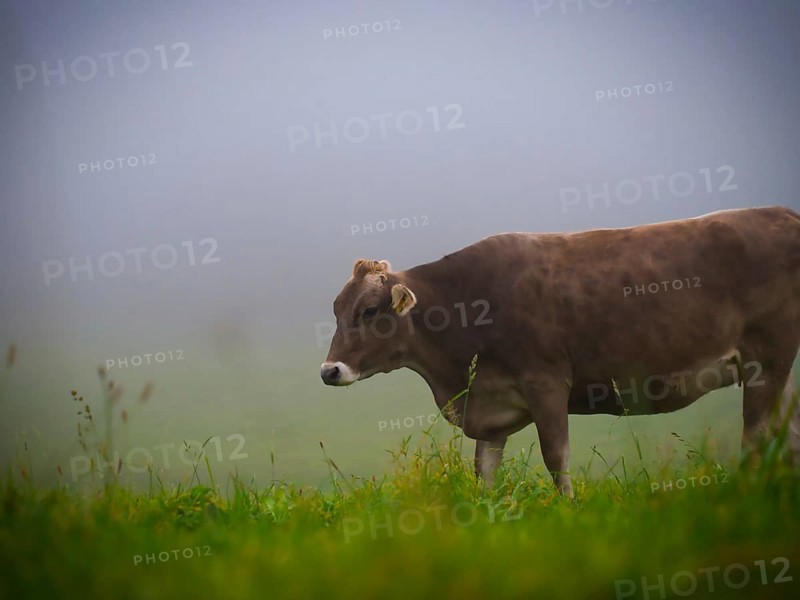 Brown Swiss cattle on the pasture